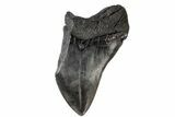 Partial Fossil Megalodon Tooth - Huge Meg Tooth #171028-1